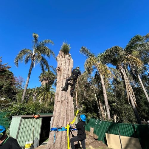 Certified arborist inspecting tree health in Armadale