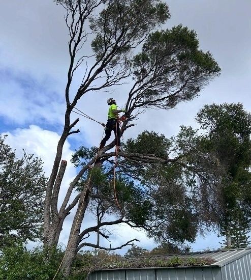 arborist mount hawthorn wa
