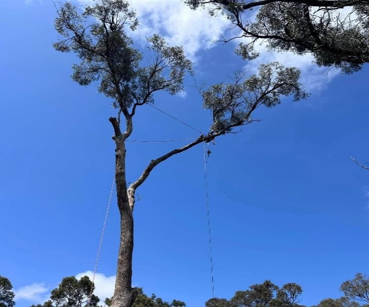 Arborist inspecting tree safety in Coolbellup WA