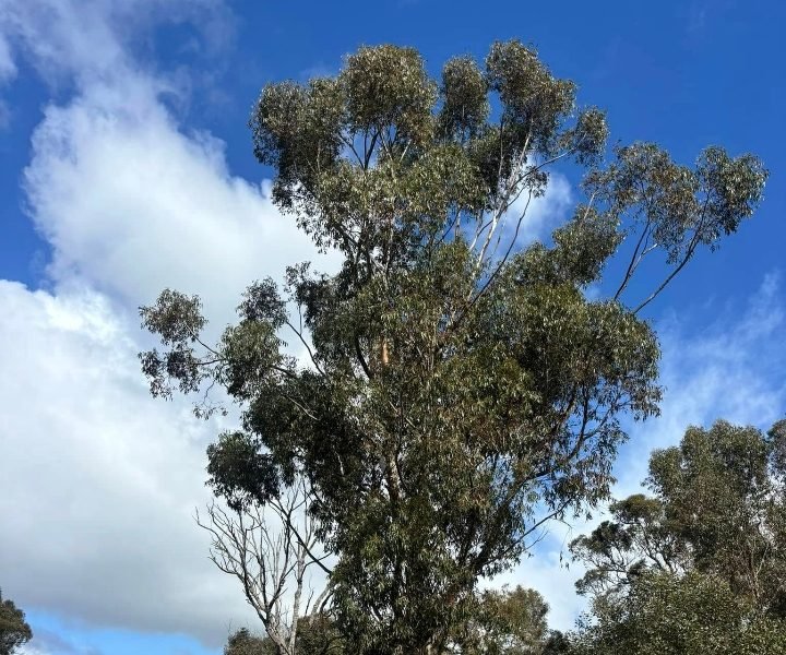 Qualified arborist performing tree lopping in Coolbellup