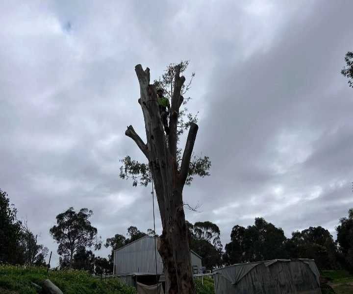 Qualified arborist performing tree removal in Perth