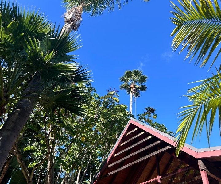 Commercial tree lopping services in Cockburn