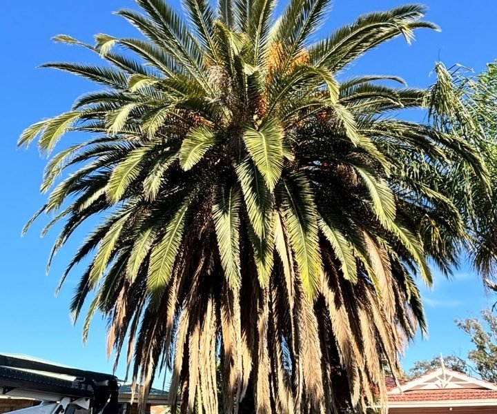 Commercial tree pruning contractors in Cockburn