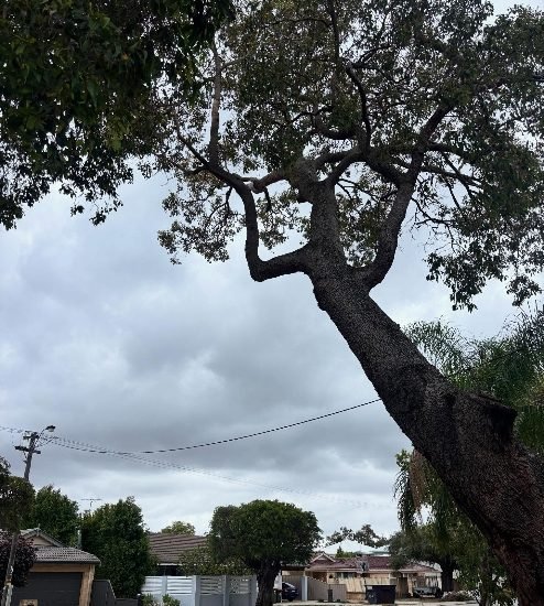 emergency tree service cockburn