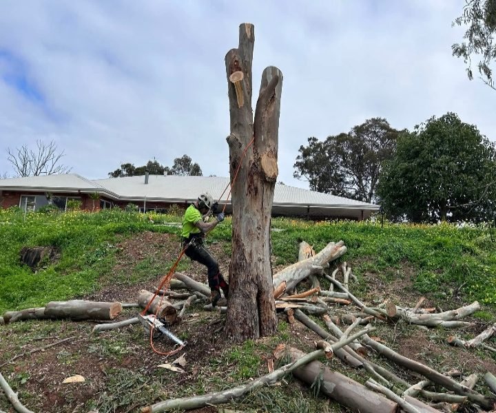hazardous tree removal perth
