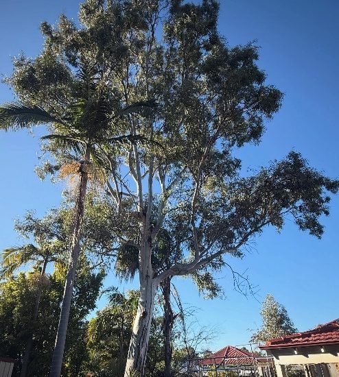 Overgrown tree management services in Coolbellup WA