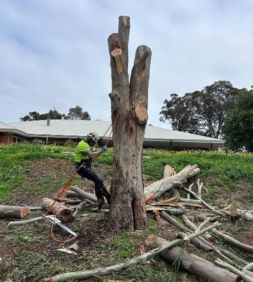 professional tree removal service coolbellup wa