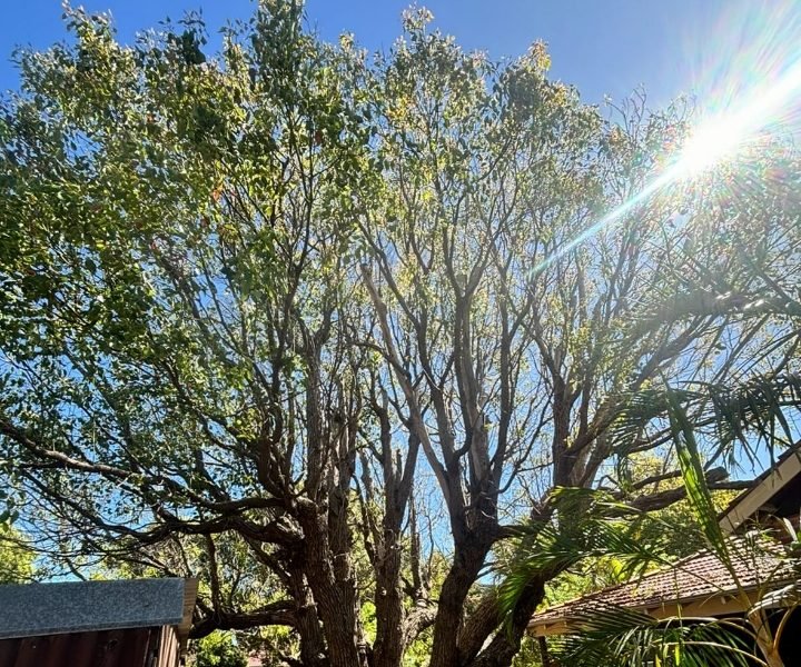 Residential tree pruning services in Coolbellup WA