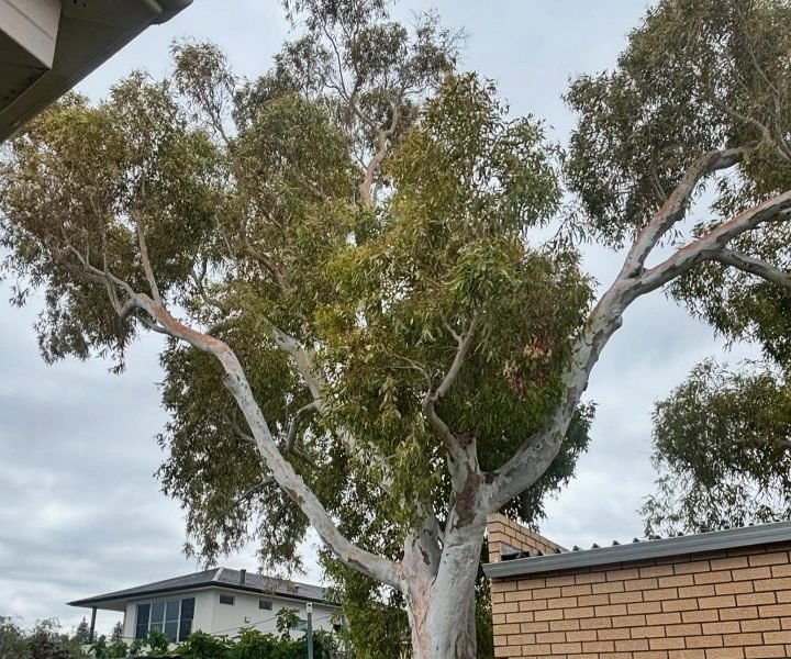 Expert tree maintenance and arborist services in Coolbellup