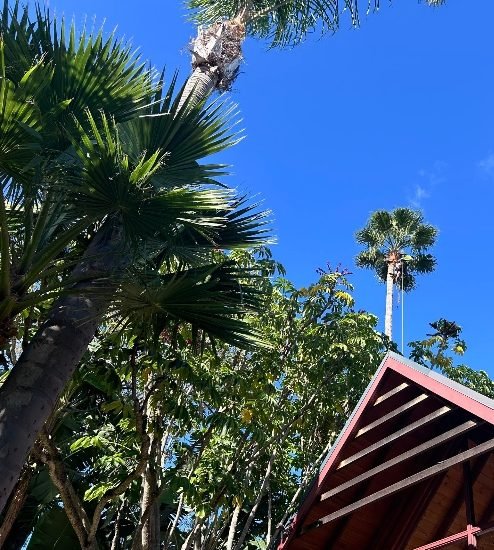 tree maintenance coolbellup wa